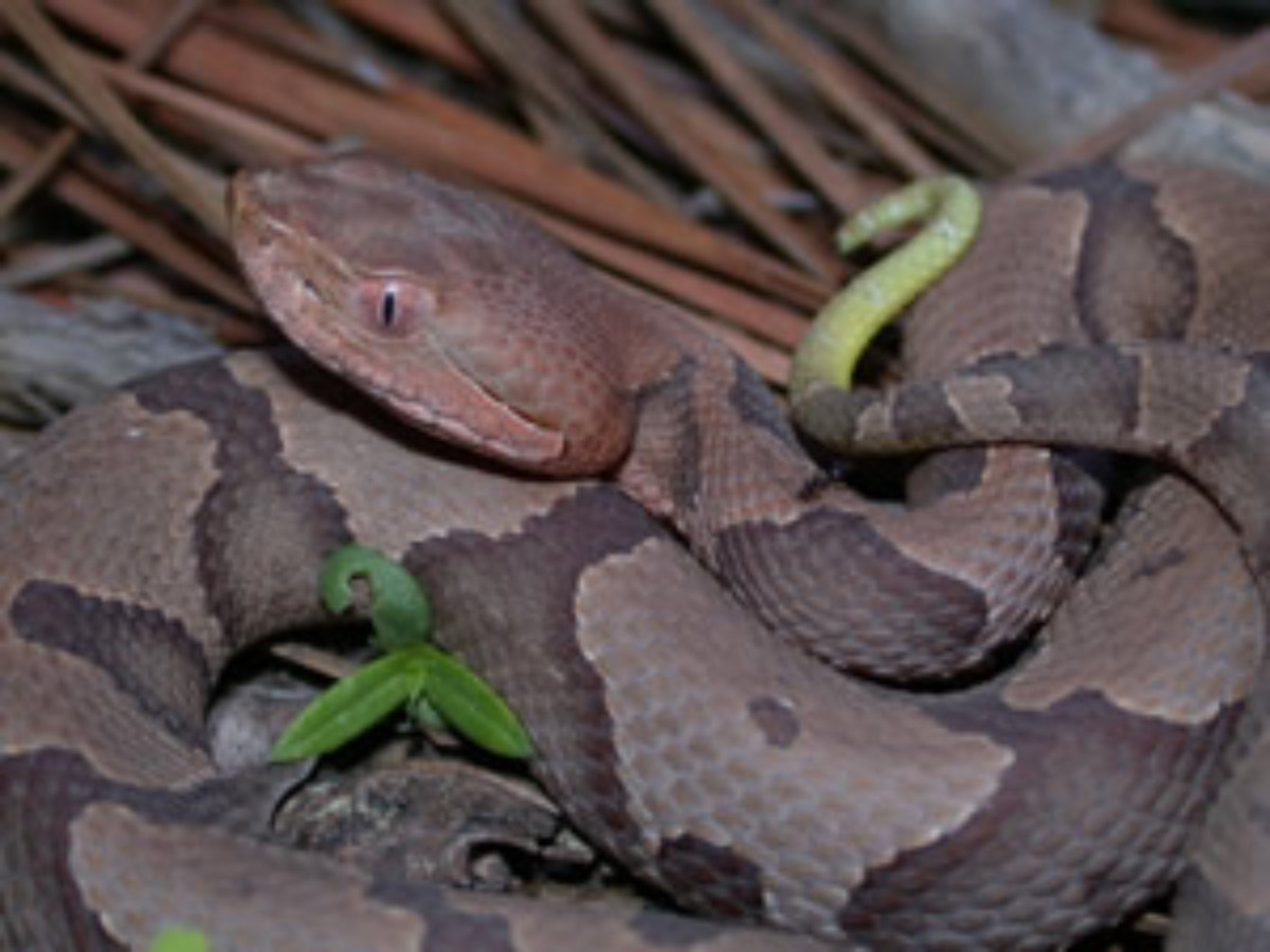 Baby Copperheads Are Out Walterboro Live
